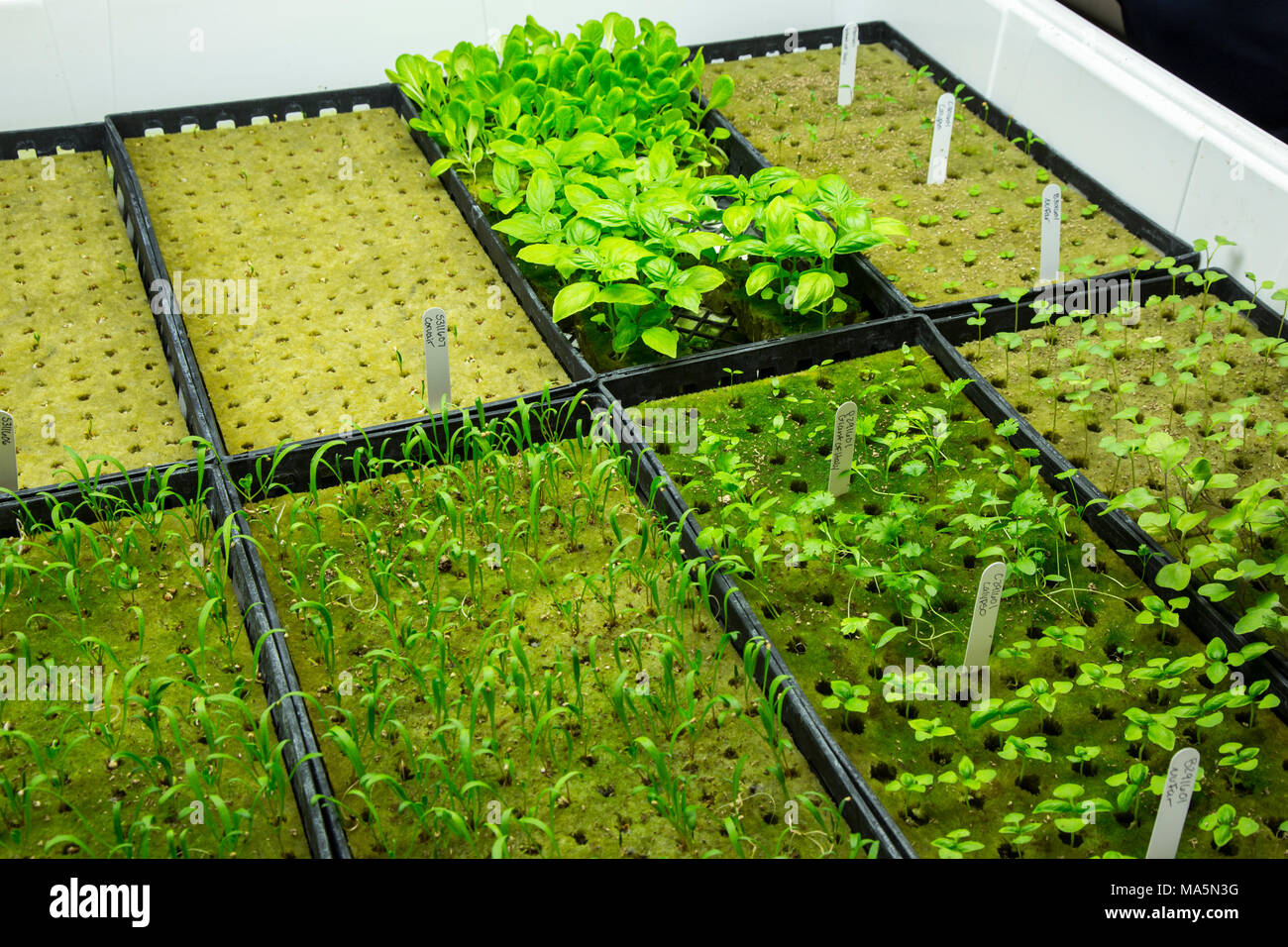 Hydroponic Agriculture. Assorted Seedlings (Basil at top) Awaiting Transplanting.  Dyersville, Iowa, USA. Stock Photo
