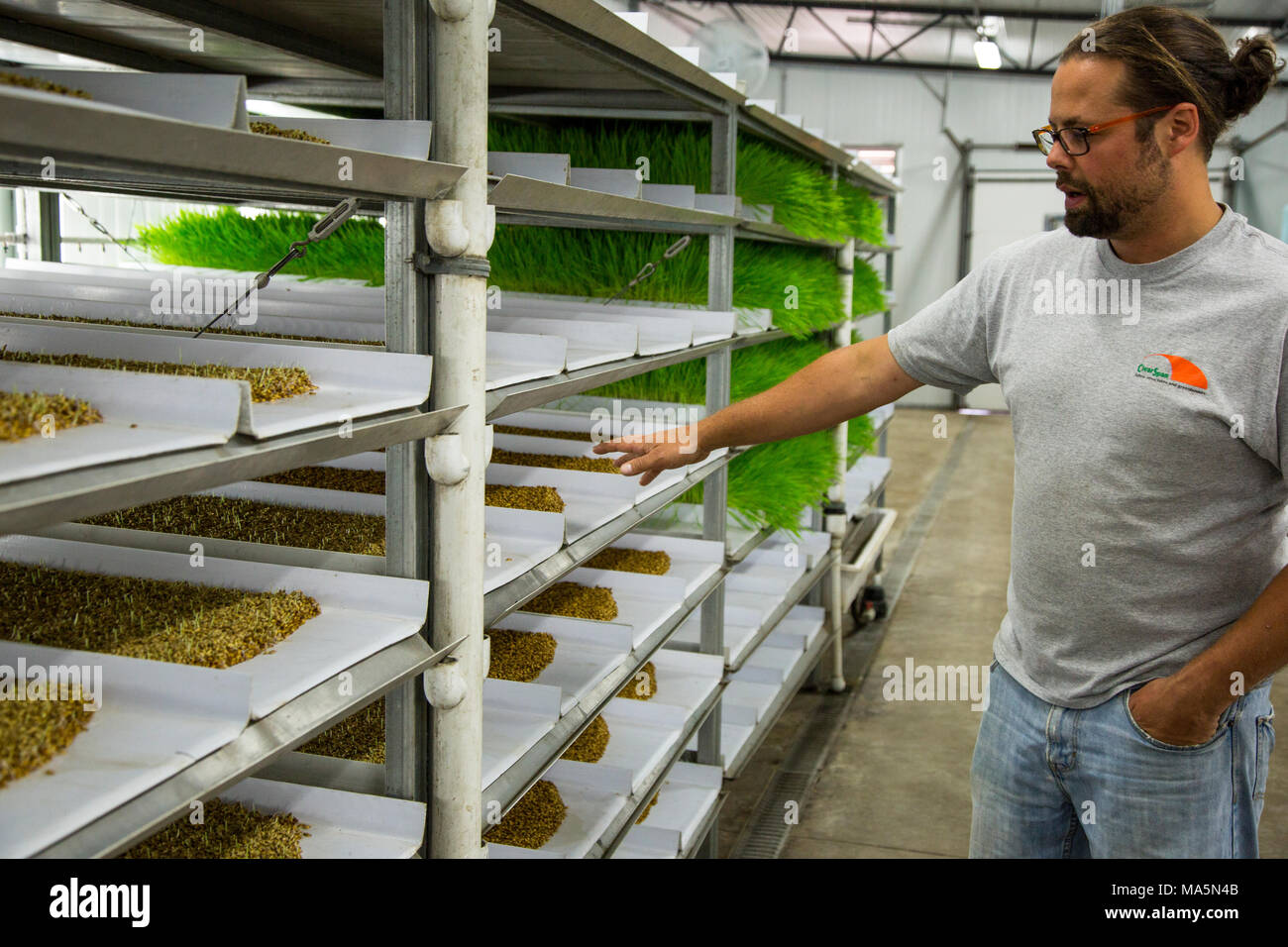 Hydroponic Agriculture, Cultivation of Barley Fodder.  1 tray will produce enough feed for 1 cow or 1 horse for 14 cents a day.  Dyersville, Iowa, USA Stock Photo
