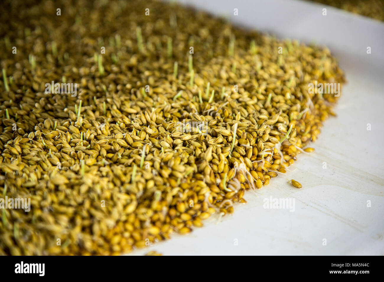 Hydroponic Agriculture, Cultivation of Barley.  Seeds beginning to sprout.  Dyersville, Iowa, USA. Stock Photo