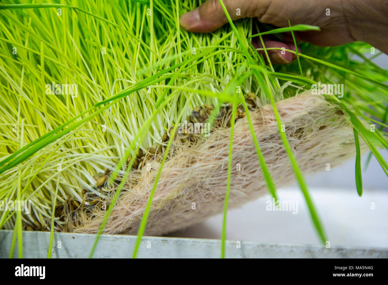 Hydroponic Agriculture, Cultivation of Barley Fodder.  1 tray will produce enough feed for 1 cow or 1 horse for 14 cents a day.  Dyersville, Iowa, USA Stock Photo