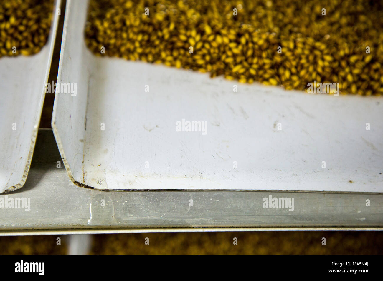 Hydroponic Agriculture, Cultivation of Barley.  Barley-enriched water is collected for animals to drink.  Dyersville, Iowa, USA. Stock Photo