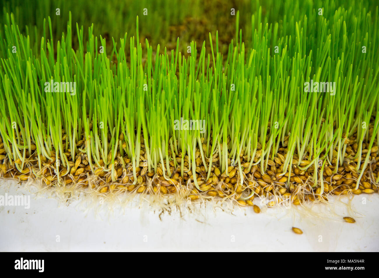 Hydroponic Agriculture, Cultivation of Barley.  Dyersville, Iowa, USA. Stock Photo