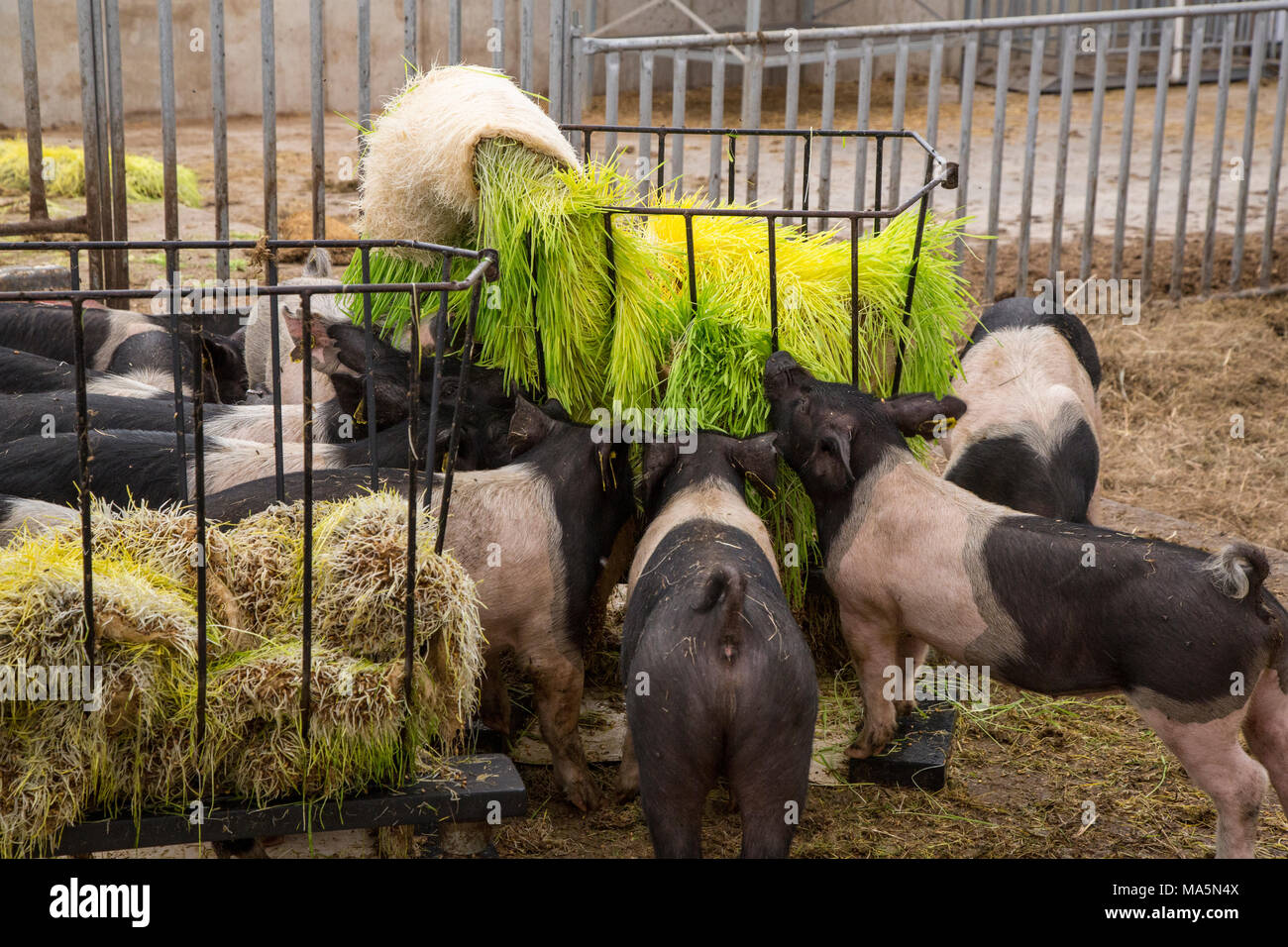 Hydroponic Agriculture.  Pigs Eating Barley Grown Hydroponically.   Dyersville, Iowa, USA. Stock Photo