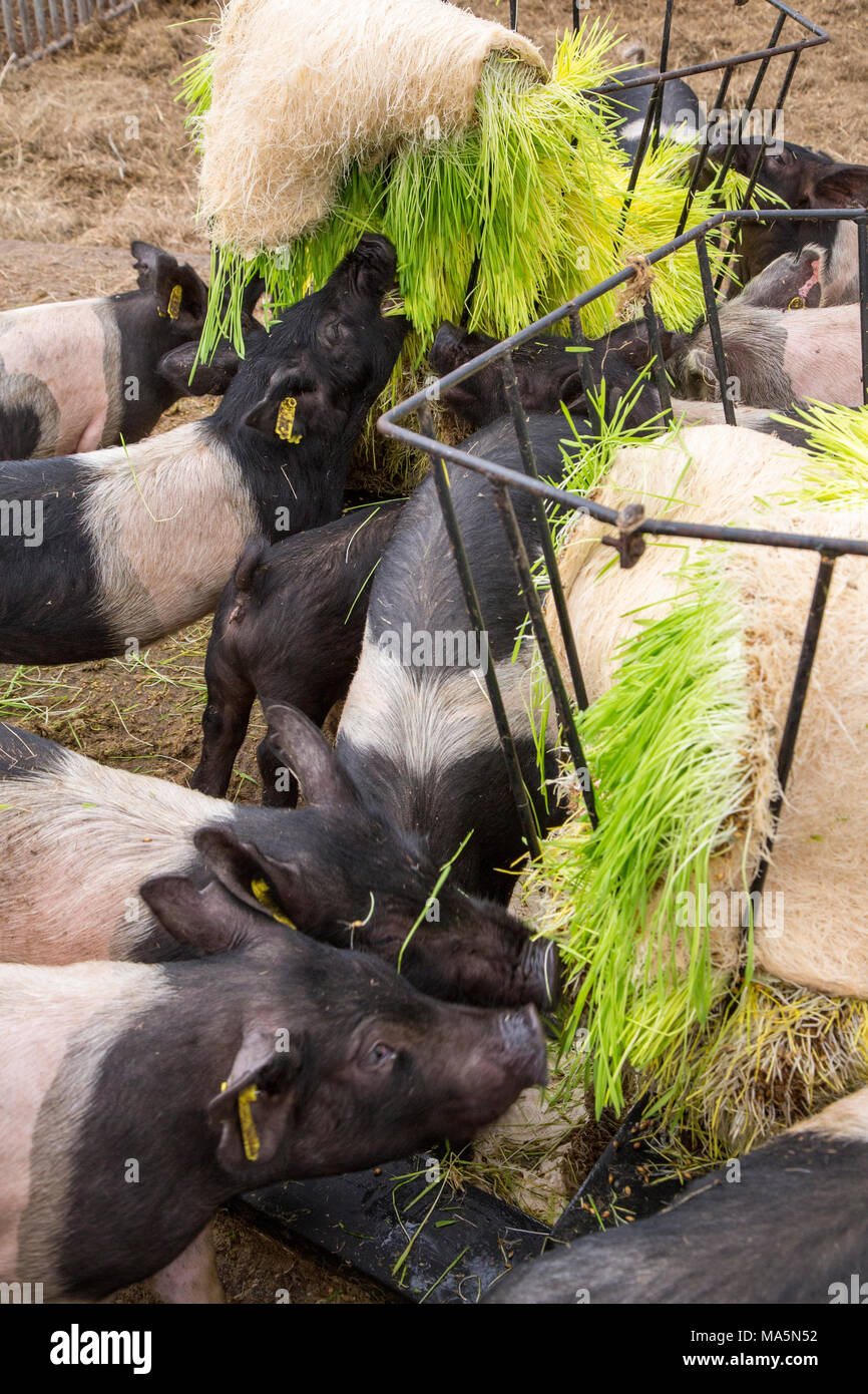 Hydroponic Agriculture.  Pigs Eating Barley Grown Hydroponically.   Dyersville, Iowa, USA. Stock Photo