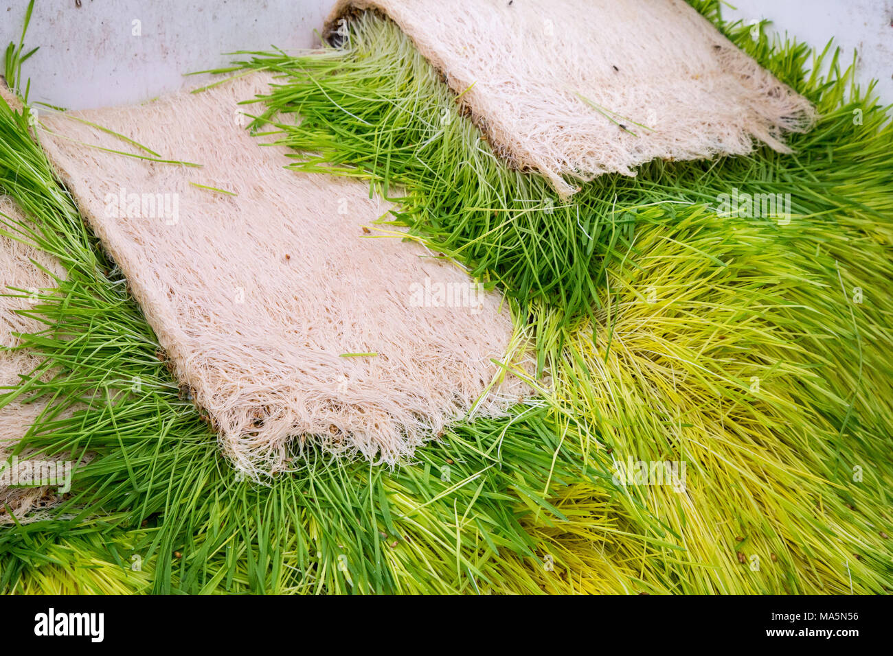 Hydroponic Agriculture.  Mats of Barley Grown Hydroponically. Dyersville, Iowa, USA. Stock Photo