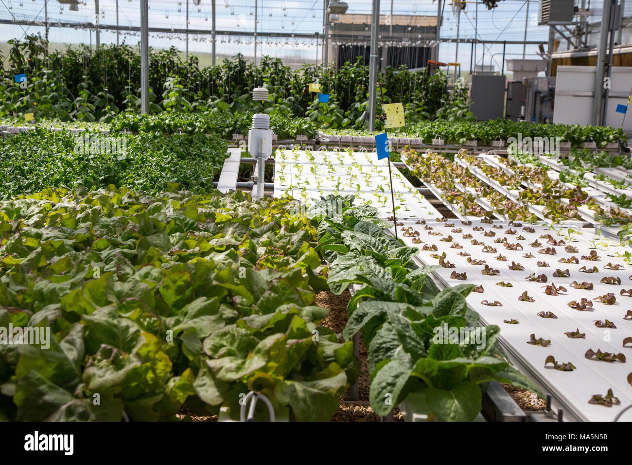 Hydroponic Agriculture.  Greenhouse Growing Lettuce, Cucumbers, Peppers.  Dyersville, Iowa, USA. Stock Photo