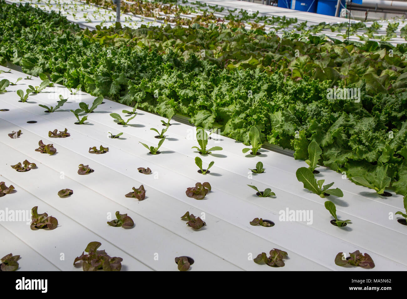 Hydroponic Agriculture.  Greenhouse Growing Lettuce.    Dyersville, Iowa, USA. Stock Photo