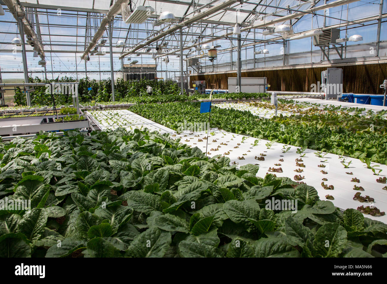 Hydroponic Agriculture.  Greenhouse Growing Lettuce.   Dyersville, Iowa, USA. Stock Photo