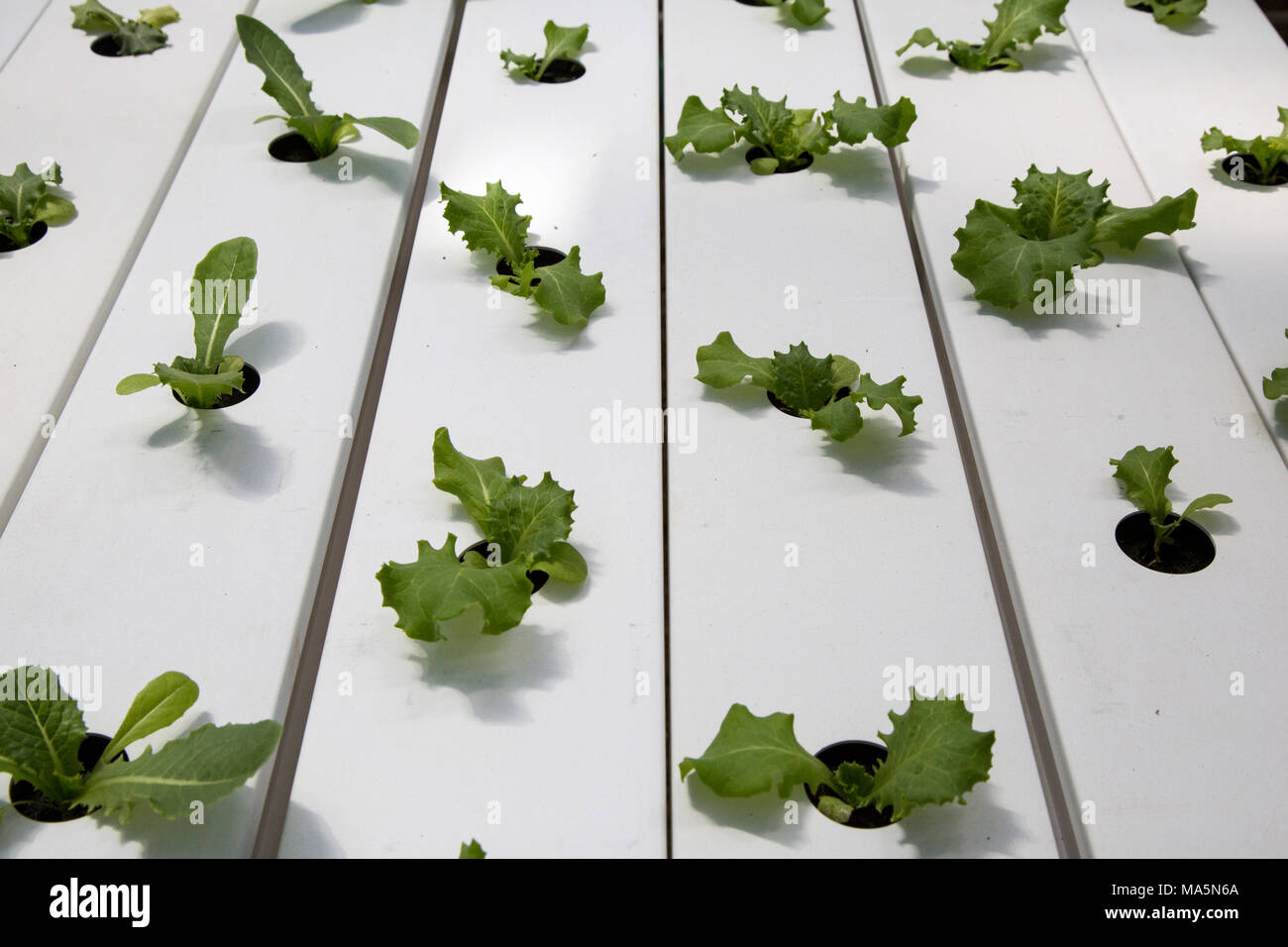 Hydroponic Agriculture.  Greenhouse Growing Lettuce. Dyersville, Iowa, USA. Stock Photo