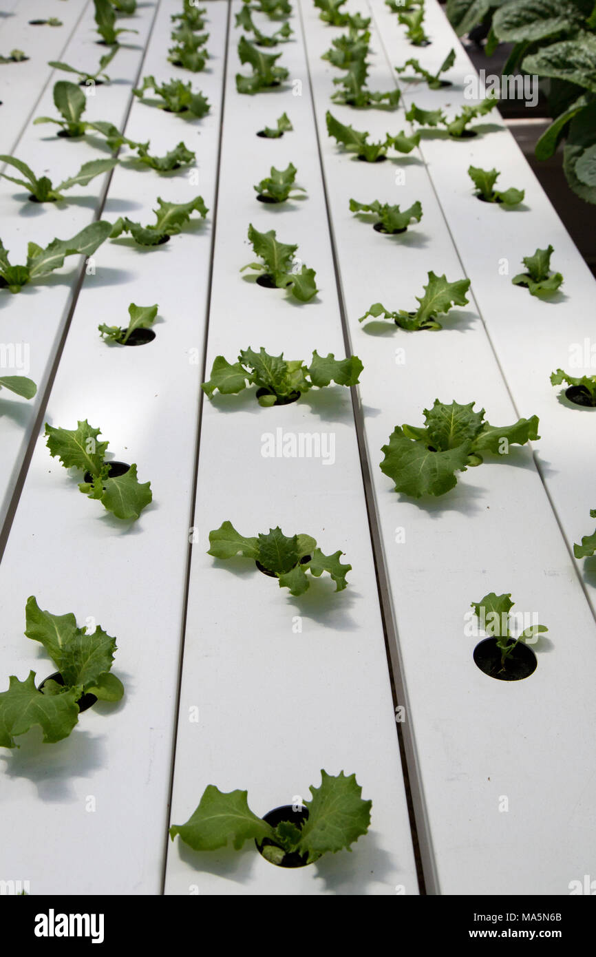 Hydroponic Agriculture.  Greenhouse Growing Lettuce. Dyersville, Iowa, USA. Stock Photo