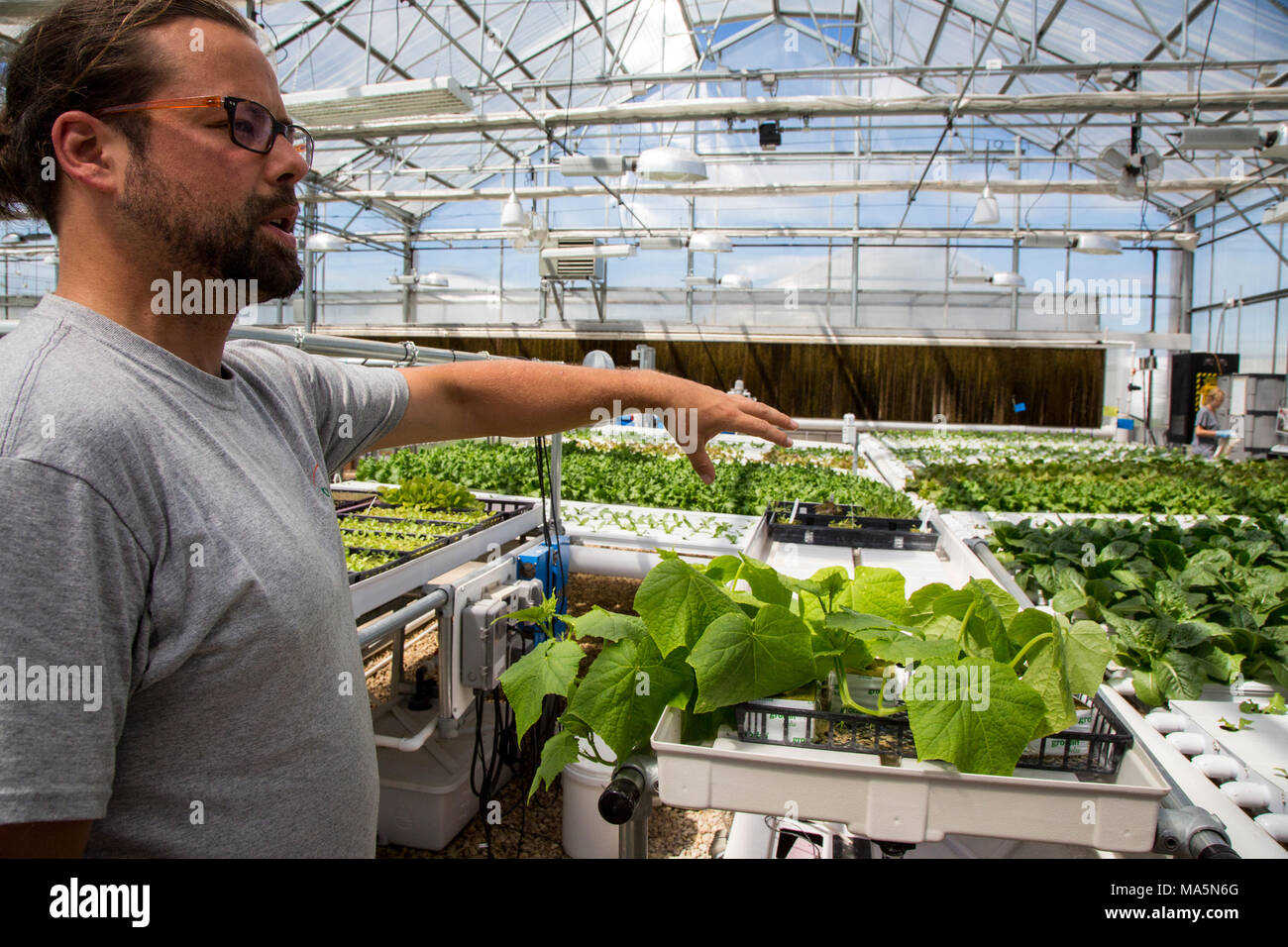 Hydroponic Agriculture.  Greenhouse Growing Lettuce, Cucumbers.  Dyersville, Iowa, USA. Stock Photo