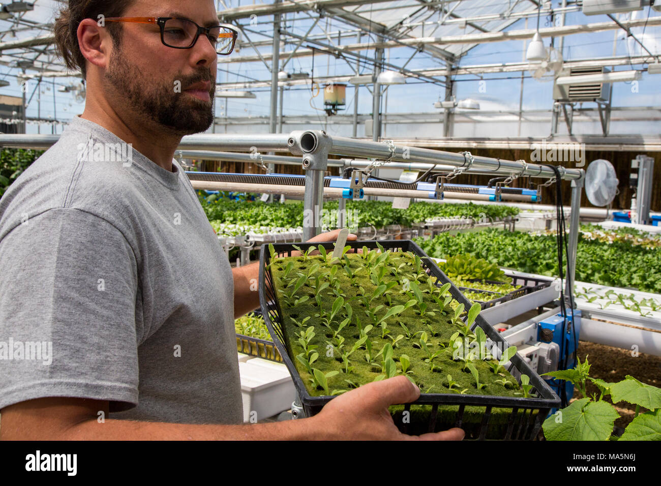 Hydroponic Agriculture.  Greenhouse Growing Lettuce, Cucumbers.   Dyersville, Iowa, USA. Stock Photo