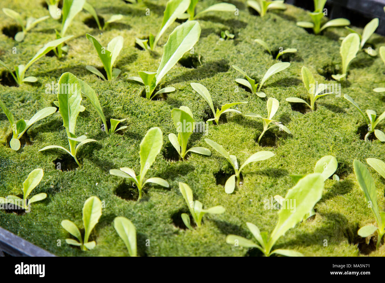 Hydroponic Agriculture.  Greenhouse Growing Lettuce Seedlings.  Dyersville, Iowa, USA. Stock Photo