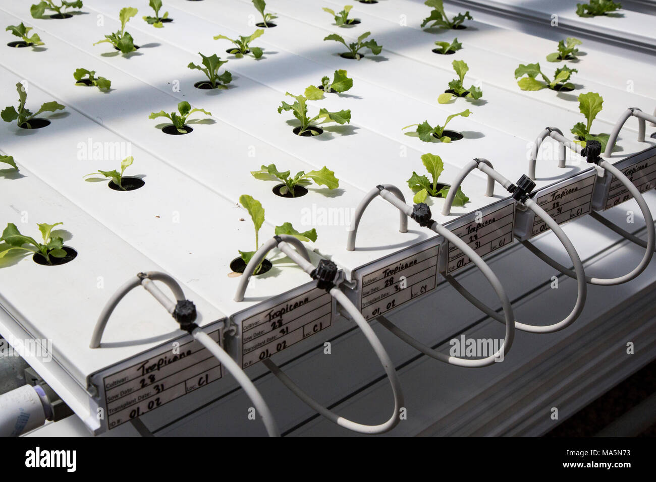 Hydroponic Agriculture.  Greenhouse Growing Lettuce Seedlings.  Dyersville, Iowa, USA. Stock Photo