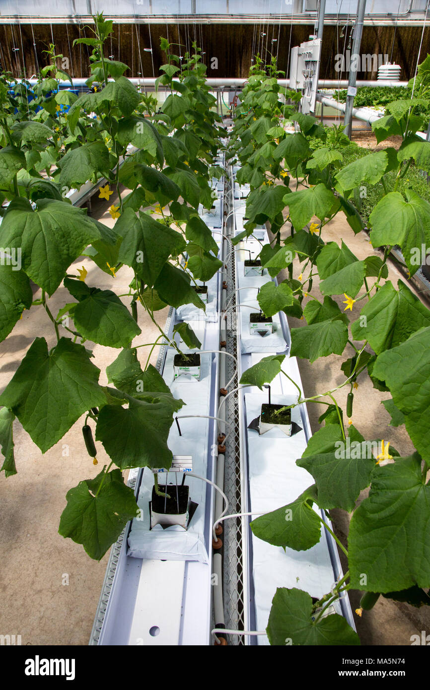 Hydroponic Agriculture.  Greenhouse Growing  Cucumbers. Dyersville, Iowa, USA. Stock Photo