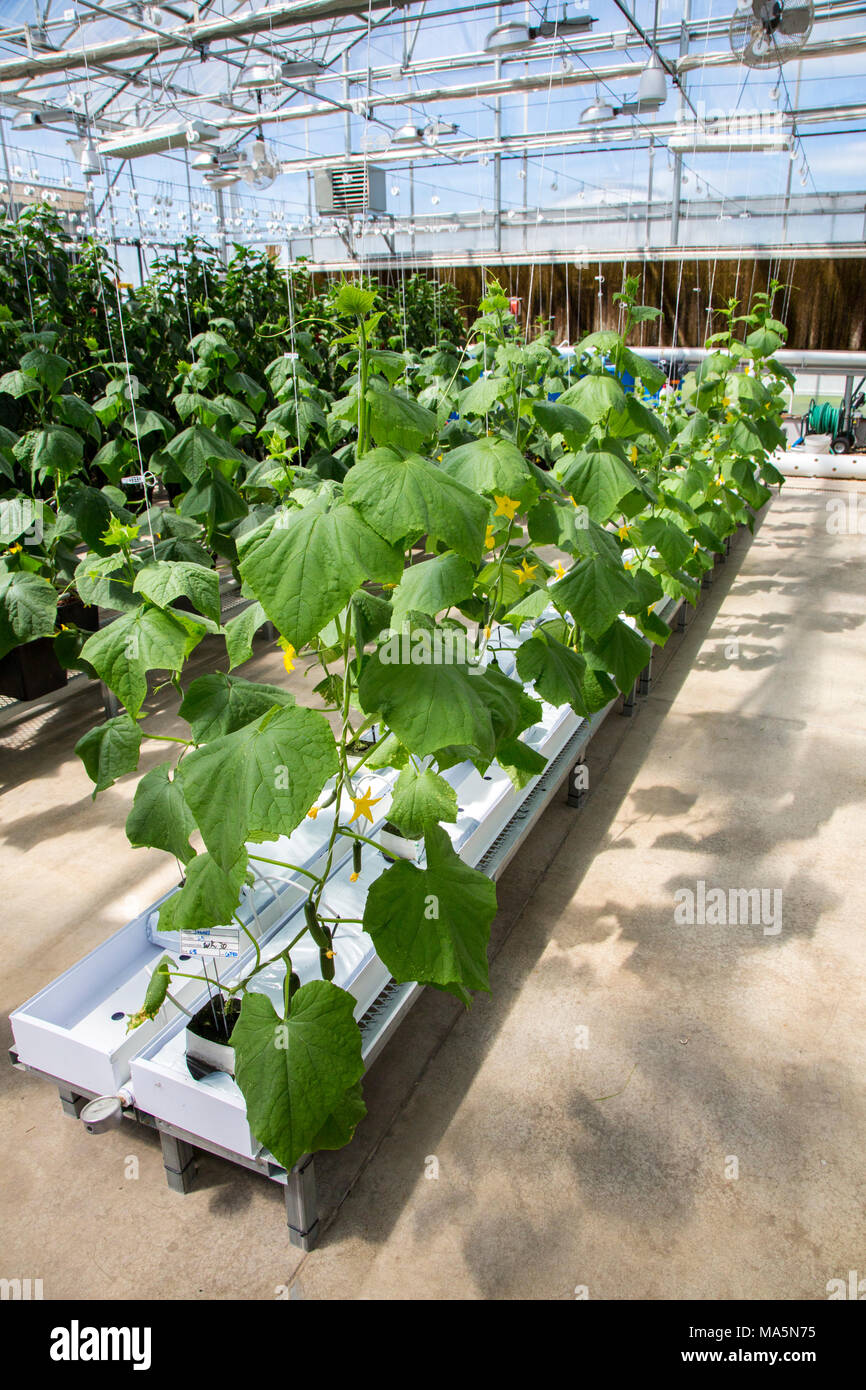 Hydroponic Agriculture.  Greenhouse Growing  Cucumbers. Dyersville, Iowa, USA. Stock Photo
