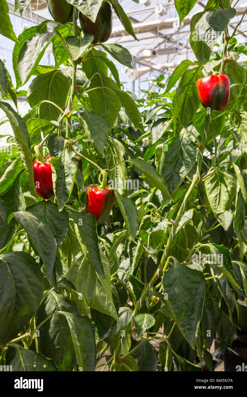 Growing peppers hires stock photography and images Alamy