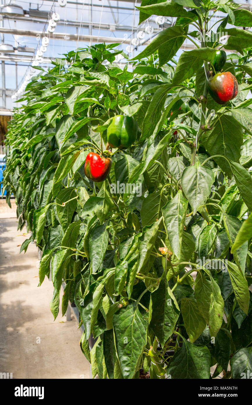 Growing peppers hires stock photography and images Alamy