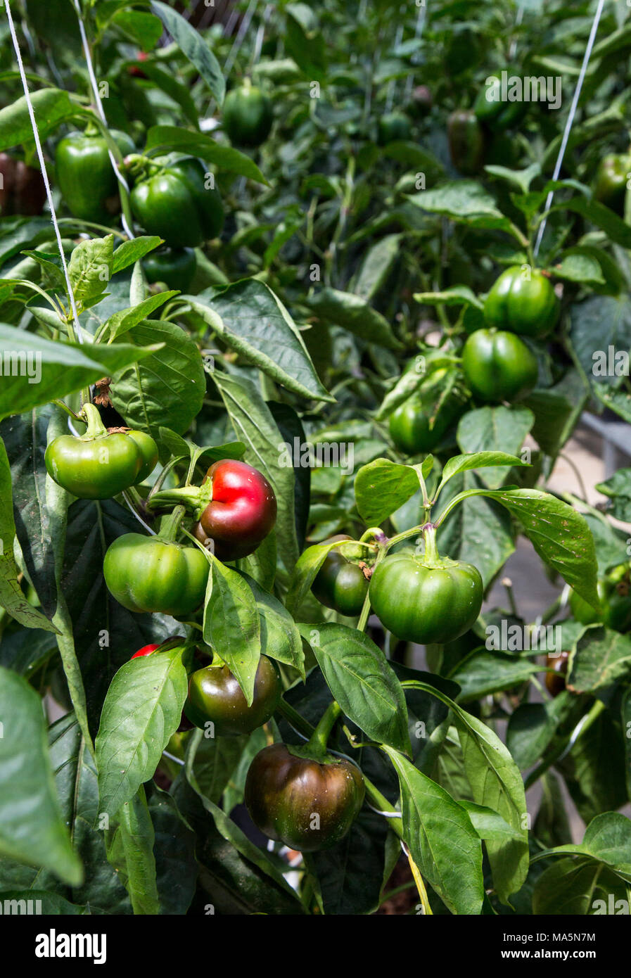 Hydroponic Agriculture.  Greenhouse Growing Peppers.  Dyersville, Iowa, USA. Stock Photo