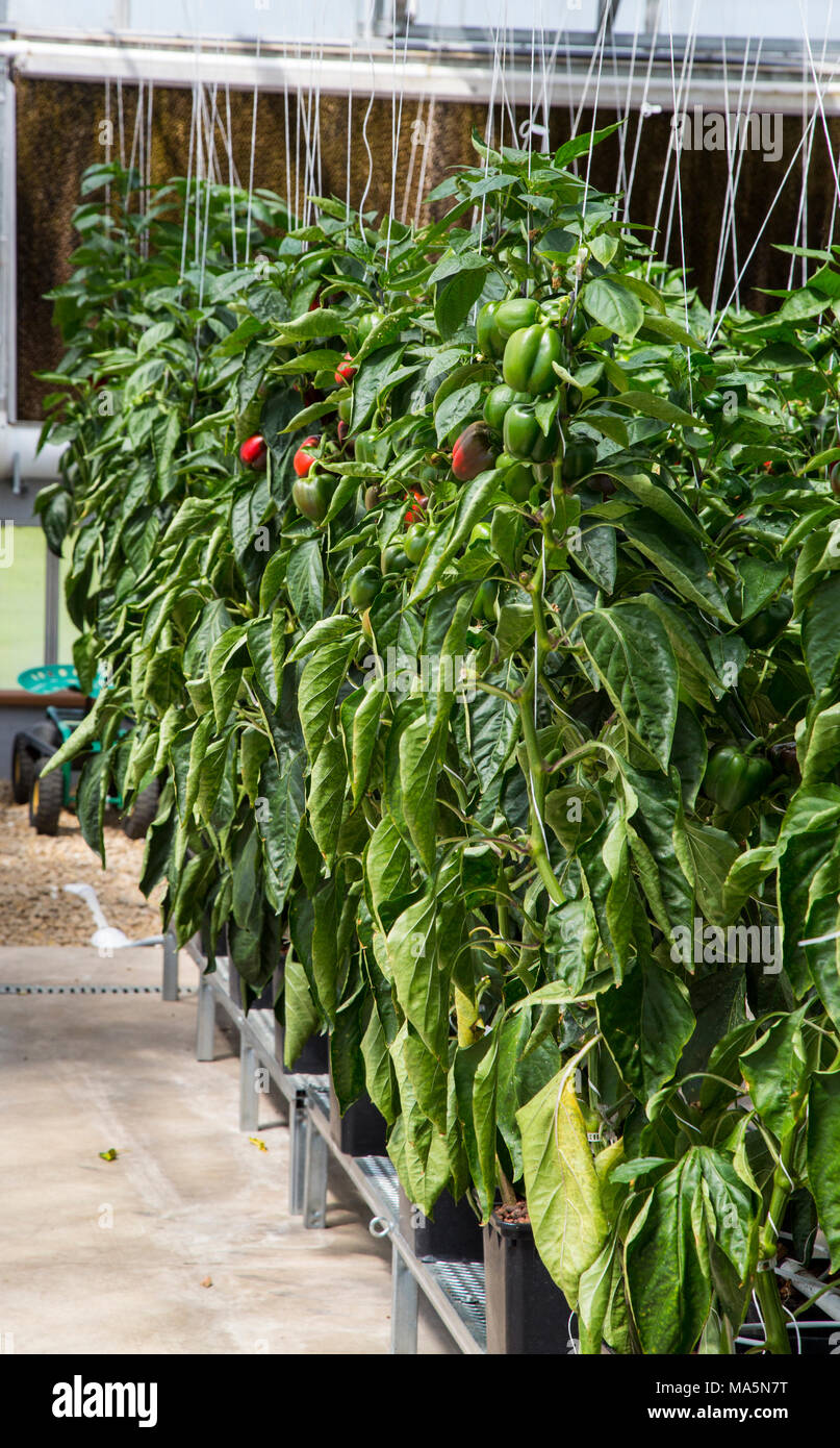 Hydroponic Agriculture.  Greenhouse Growing Peppers.  Dyersville, Iowa, USA. Stock Photo