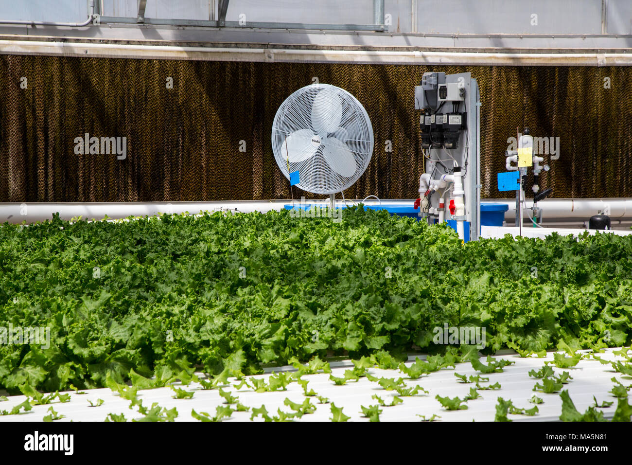 Hydroponic Agriculture.  Greenhouse Growing Lettuce.  Dyersville, Iowa, USA. Stock Photo