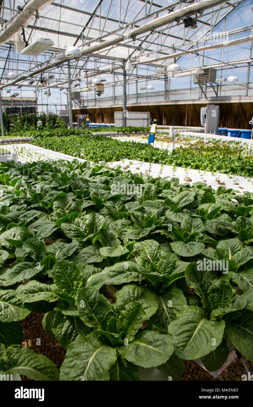 Hydroponic Agriculture.  Greenhouse Growing Lettuce.  Dyersville, Iowa, USA. Stock Photo