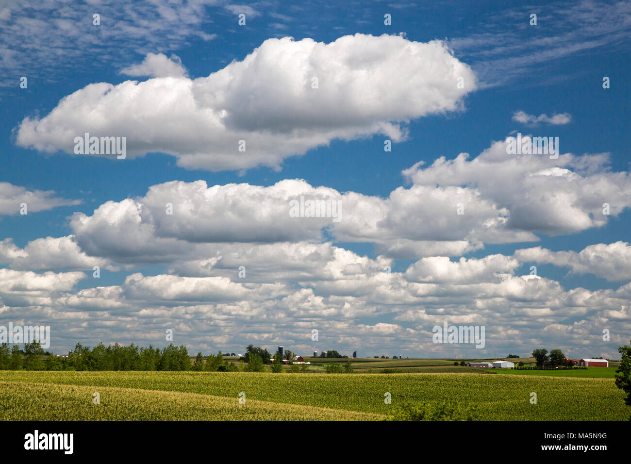 Summer Cumulus Clouds over an Iowa Cornfield, near Worthington, Iowa. Stock Photo