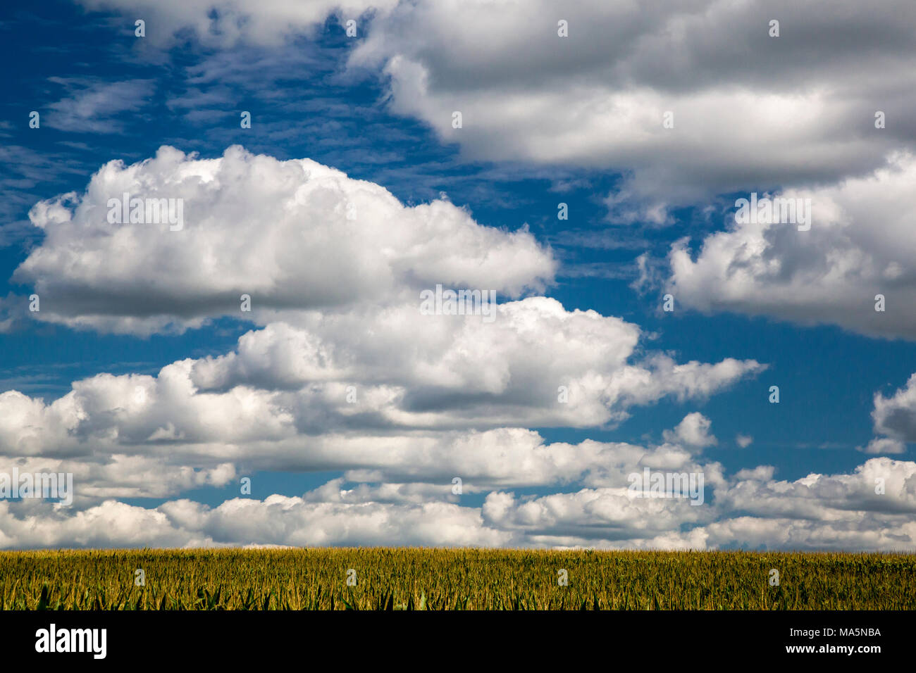 Cumulus Clouds Over an Iowa Cornfield in Summer, near Worthington, Iowa. Stock Photo