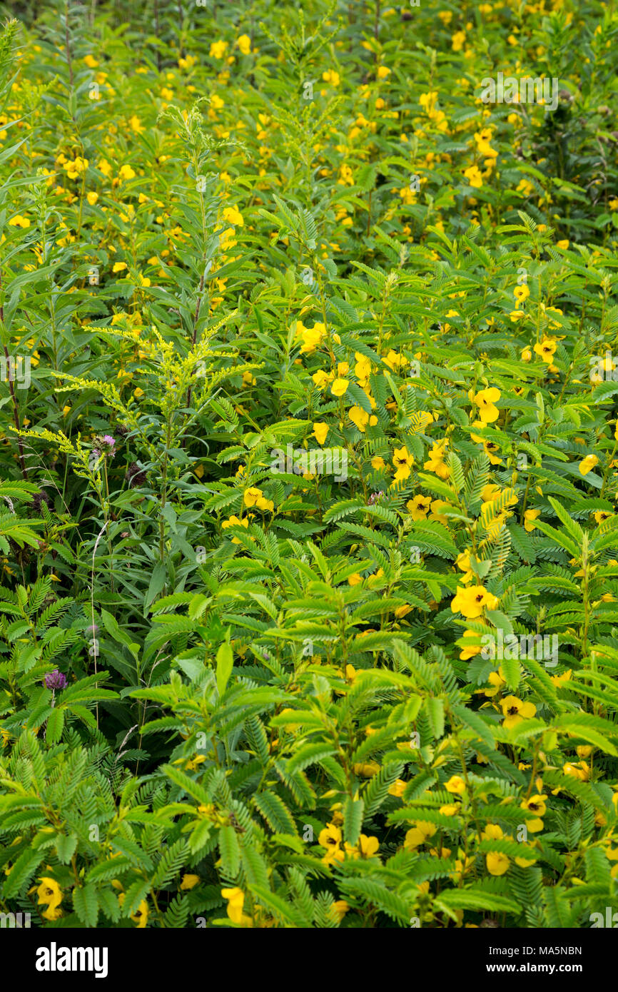 A Conservation Reserve Preserving Indigenous Species: Partridge Pea.  Manchester, Iowa. Stock Photo