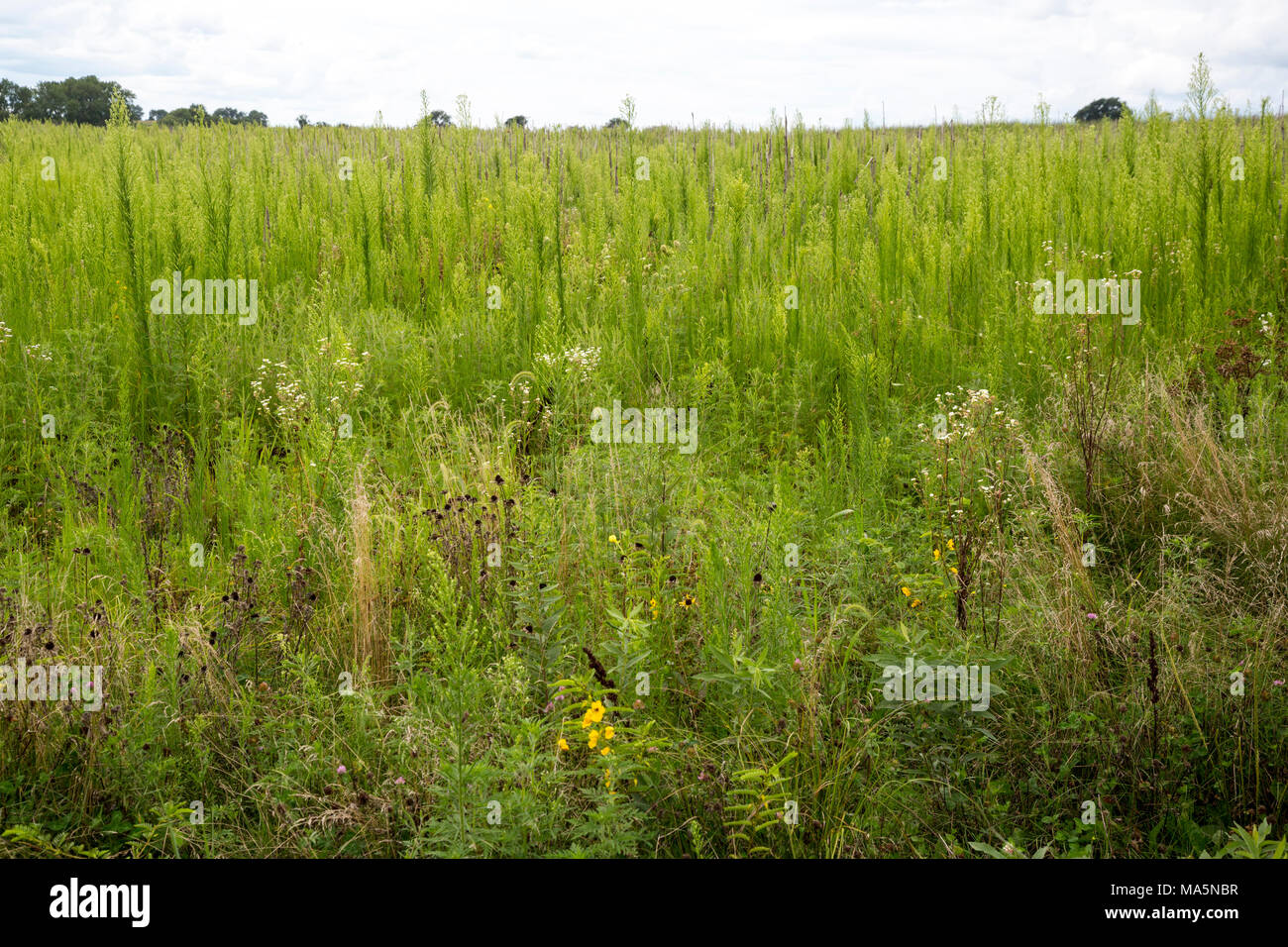 A Conservation Reserve Preserving Indigenous Wild Grasses and Flowers. Manchester, Iowa. Stock Photo