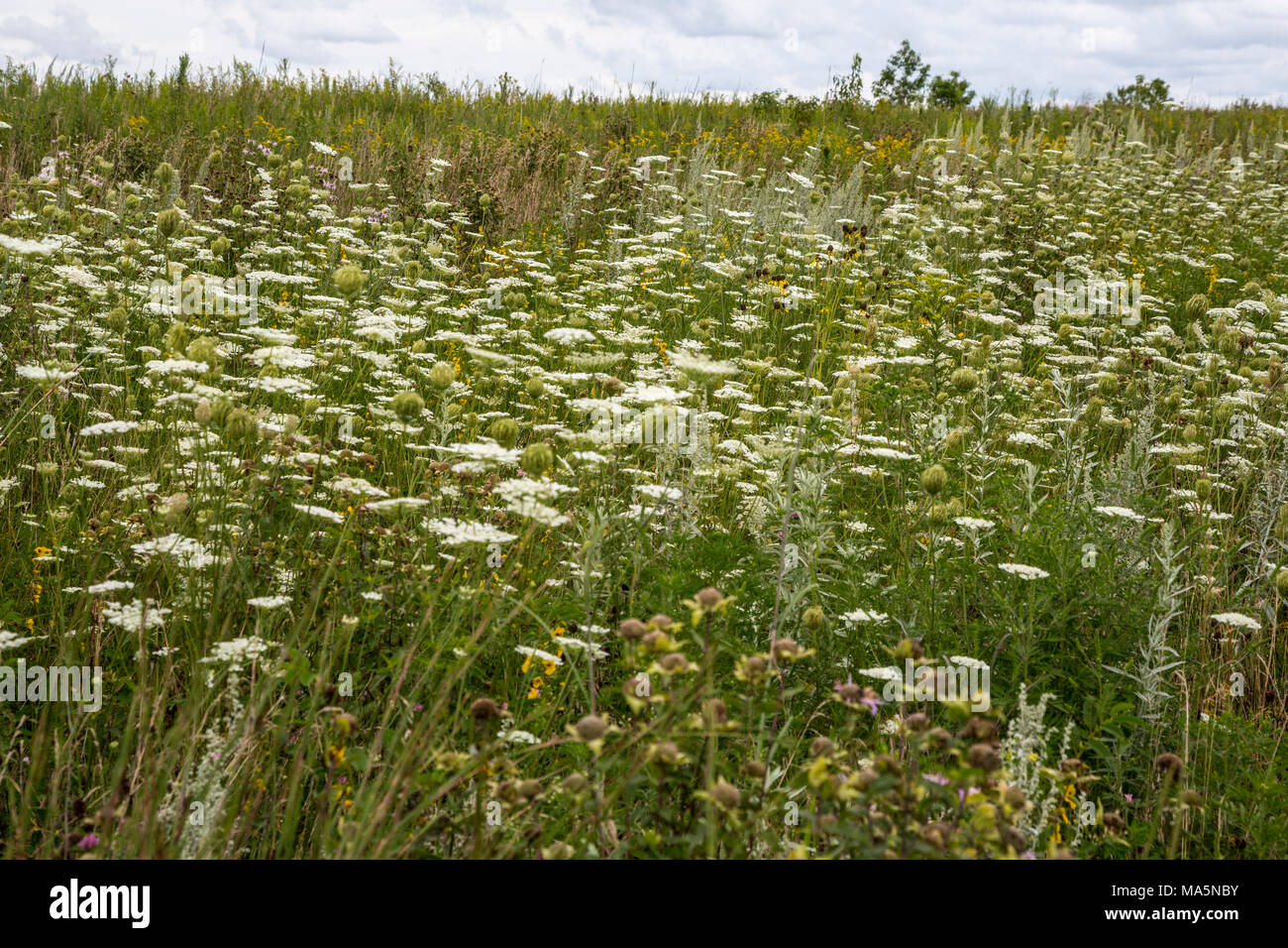 A Conservation Reserve Preserving Indigenous Species:  Queen Anne's lace.  Manchester, Iowa. Stock Photo