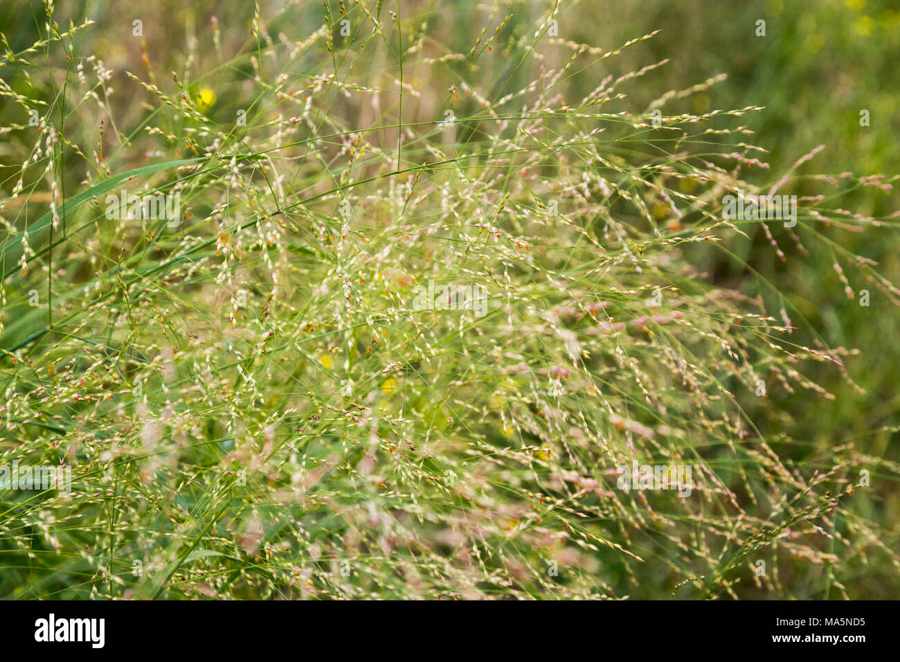 A Conservation Reserve Preserving Indigenous Species:  Switchgrass.  Manchester, Iowa. Stock Photo