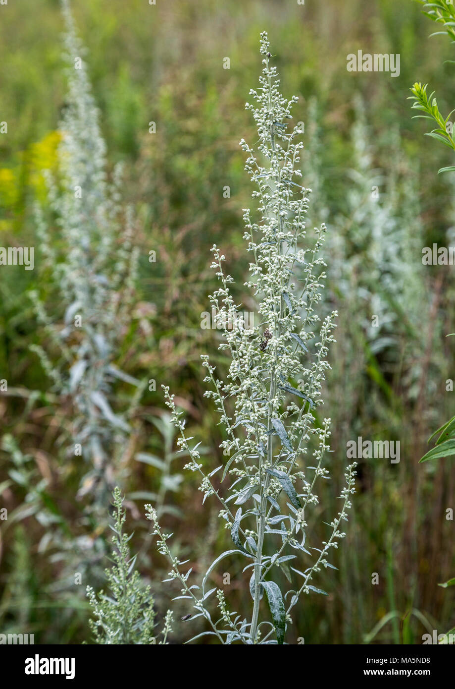 A Conservation Reserve Preserving Indigenous Species:  White Sage. Manchester, Iowa. Stock Photo