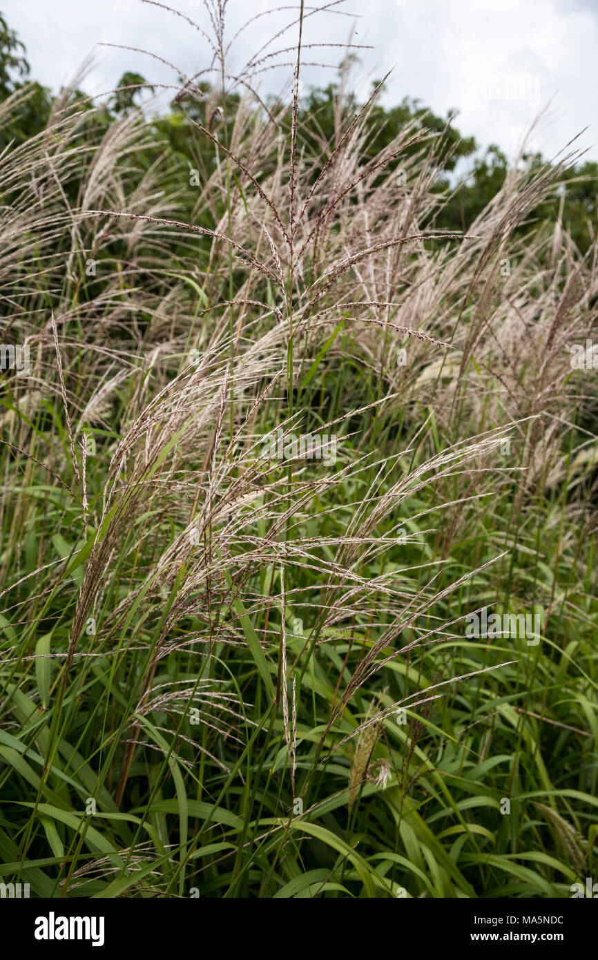 A Conservation Reserve Preserving Indigenous Species:  Switchgrass. Manchester, Iowa. Stock Photo