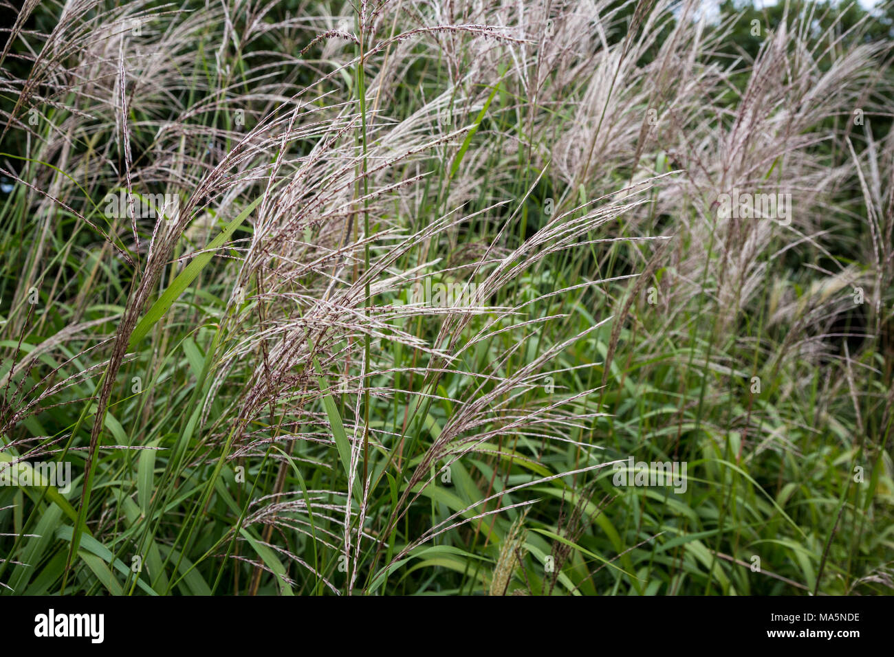 A Conservation Reserve Preserving Indigenous Species:  Switchgrass. Manchester, Iowa. Stock Photo