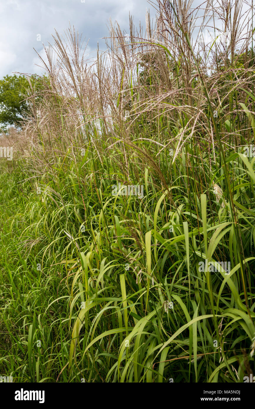A Conservation Reserve Preserving Indigenous Species:  Switchgrass. Manchester, Iowa. Stock Photo
