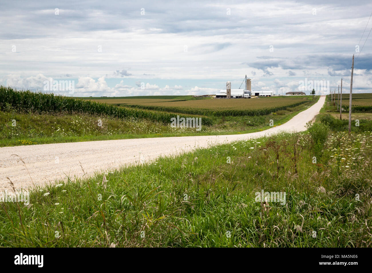 Unpaved Gravel Country Road, Cornfield and Farm, near Manchester, Iowa. Stock Photo