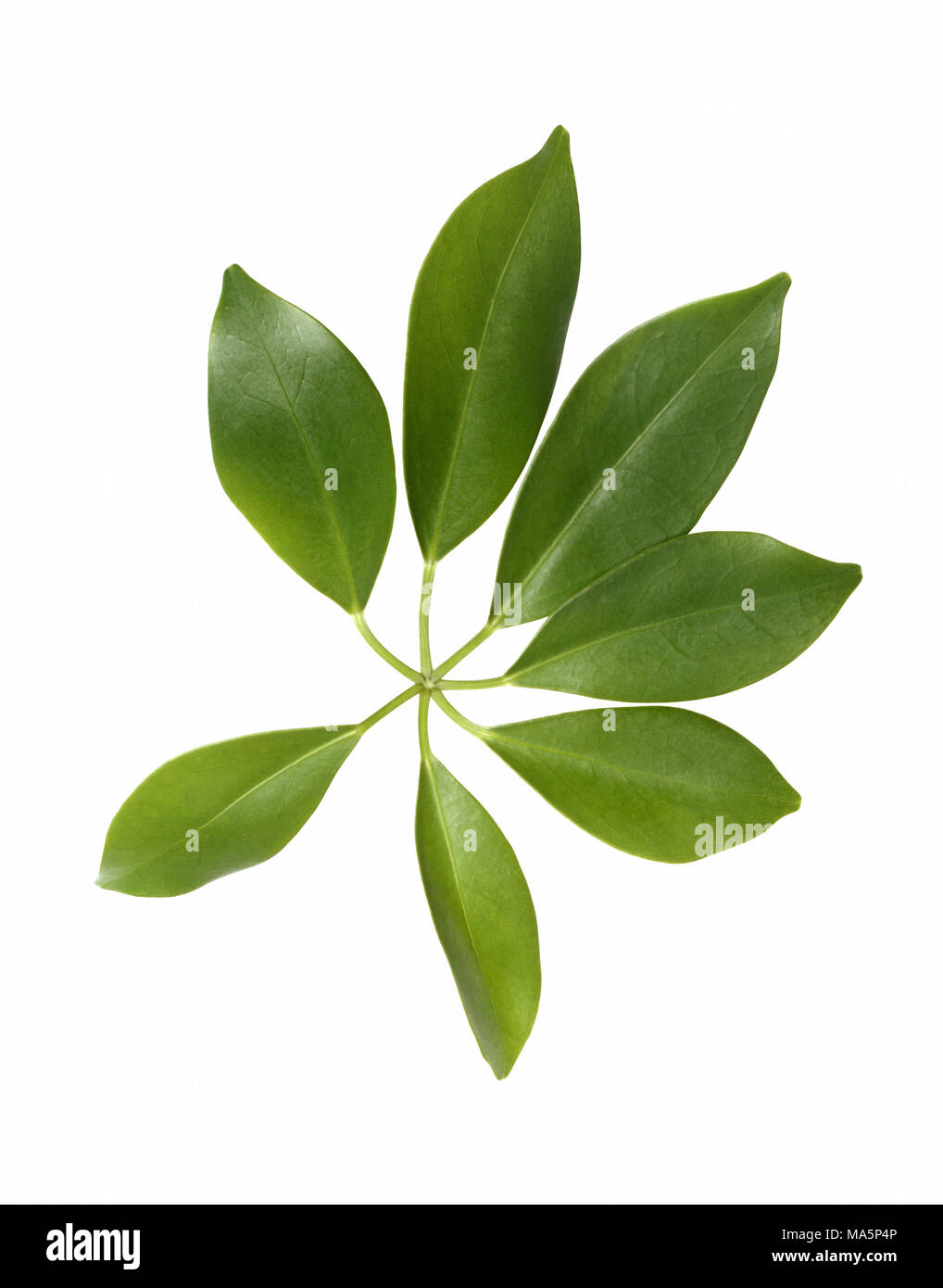 Home plant with green leaves isolated on white background with clipping path Stock Photo