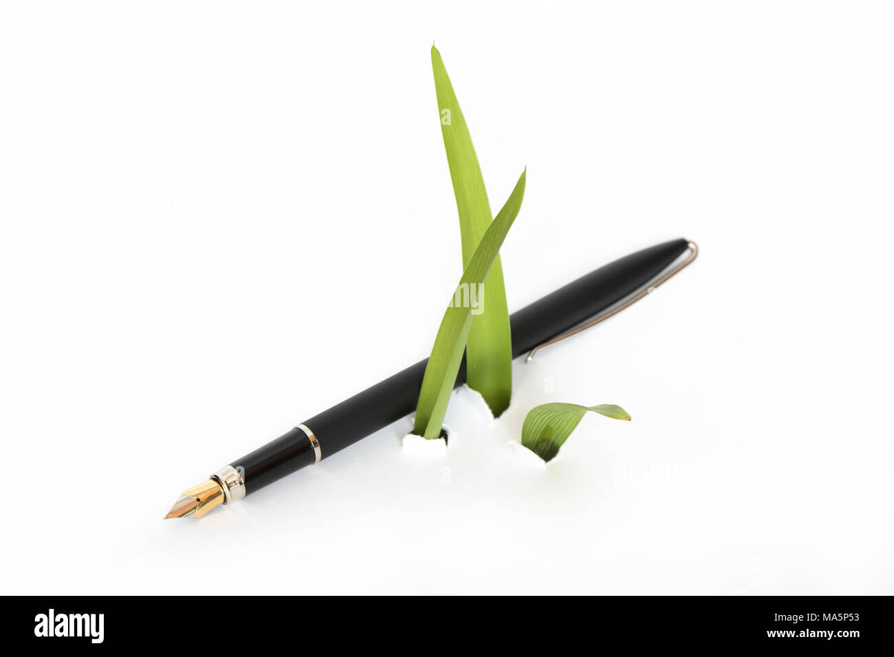 Fountain pen lying near green leaves growing out of white background Stock Photo