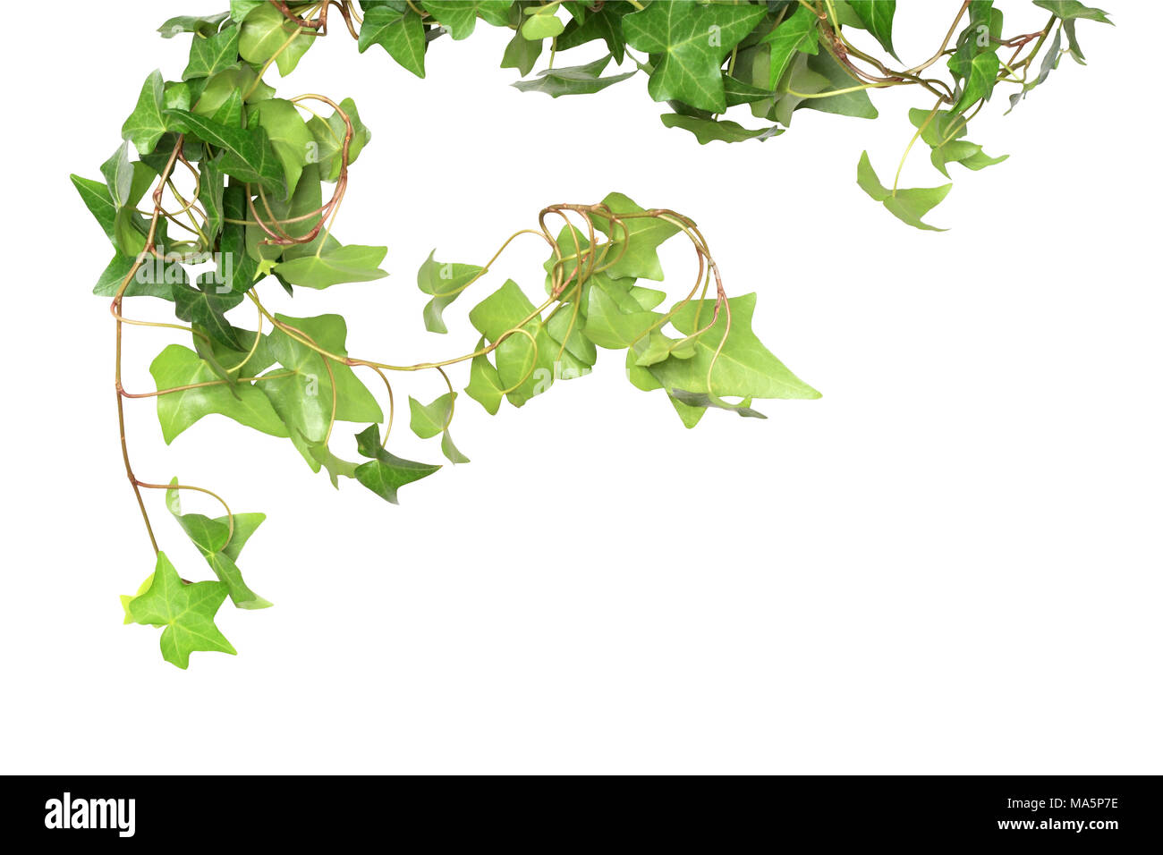 Nice green ivy isolated on white background with clipping path Stock ...