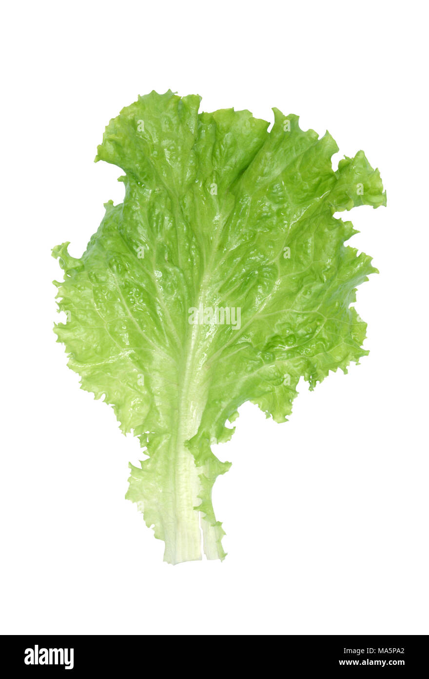 Wet lettuce on white hires stock photography and images Alamy