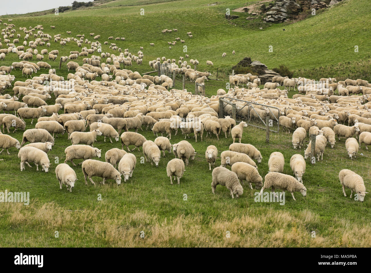 Sheep farm near Wanaka, New Zealand Stock Photo
