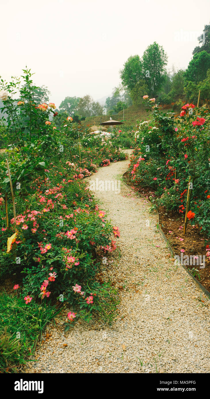 Morning in the rose garden Stock Photo Alamy