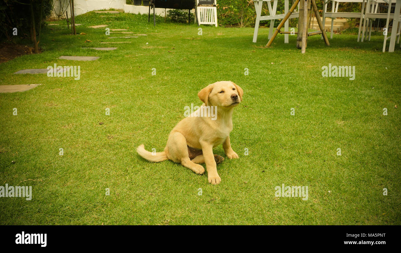 Golden Retriever Dog In The Yard Stock Photo Alamy