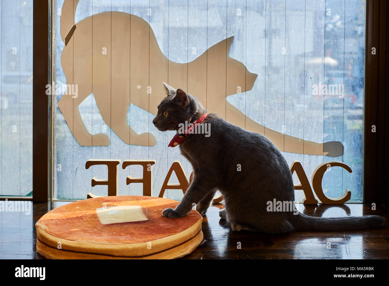 Japon, île de Honshu, région de Kansaï, Kyoto, café à chats // Japan