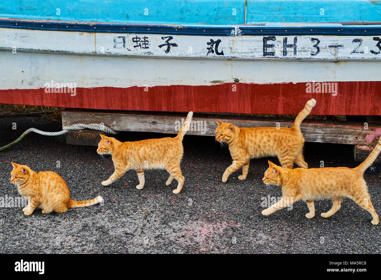 Japan, Shikoku island, Ehime region, Aoshima island, Cat island Stock Photo  - Alamy