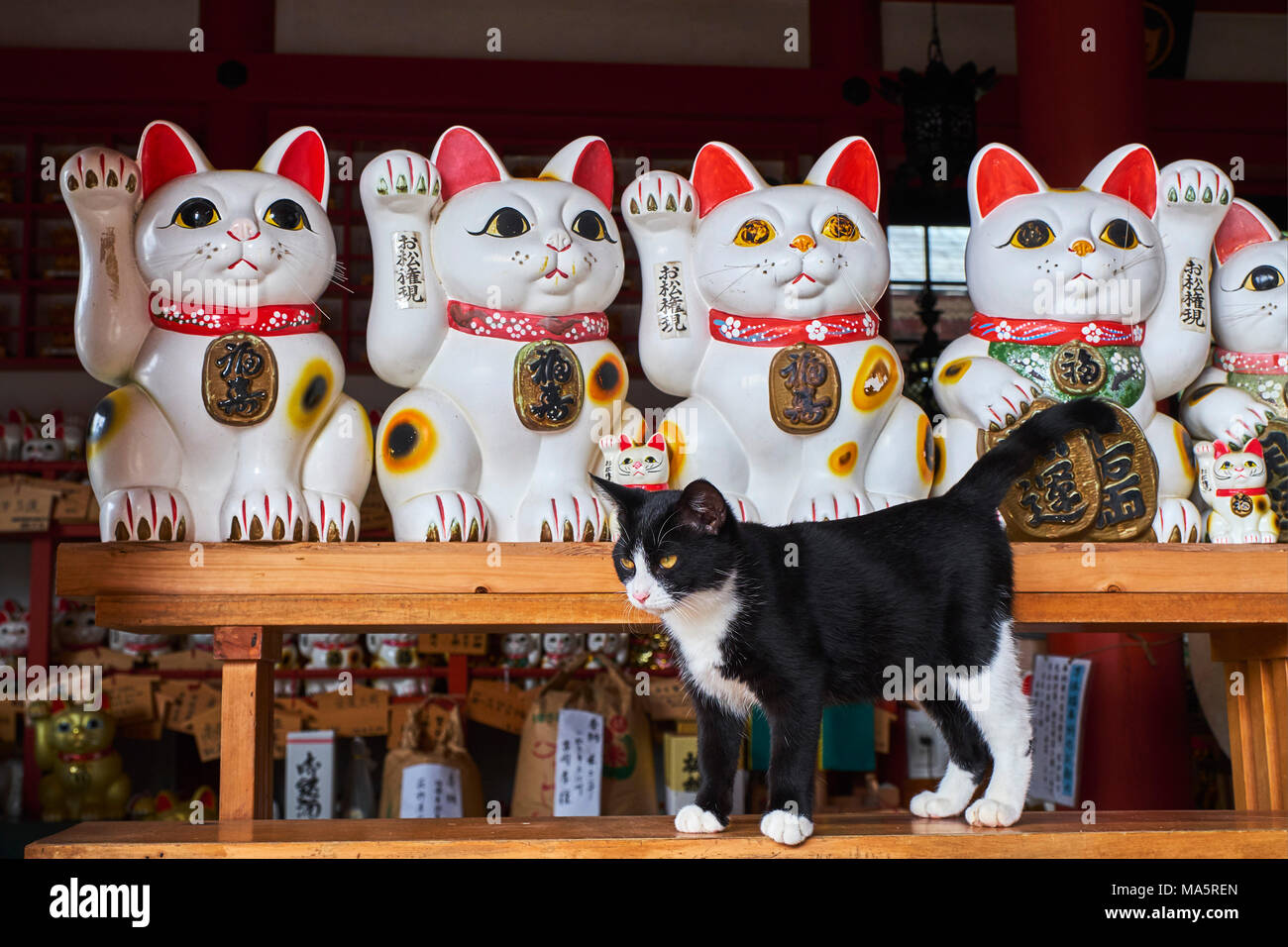 Japon, Tokyo, temple sanctuaire dédié aux chats // Japan, Tokyo, cat