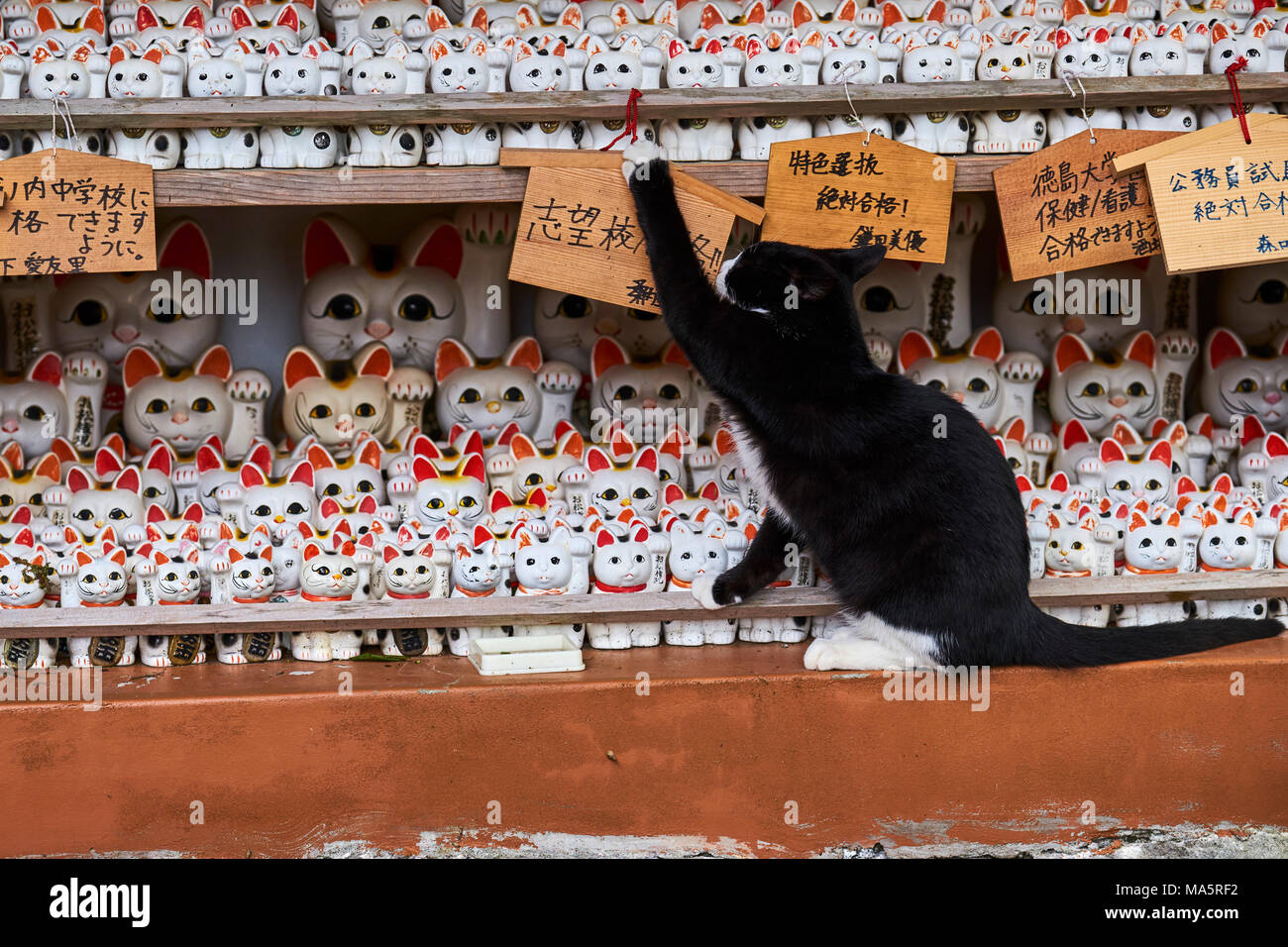 Japon, Tokyo, temple sanctuaire dédié aux chats // Japan, Tokyo, cat