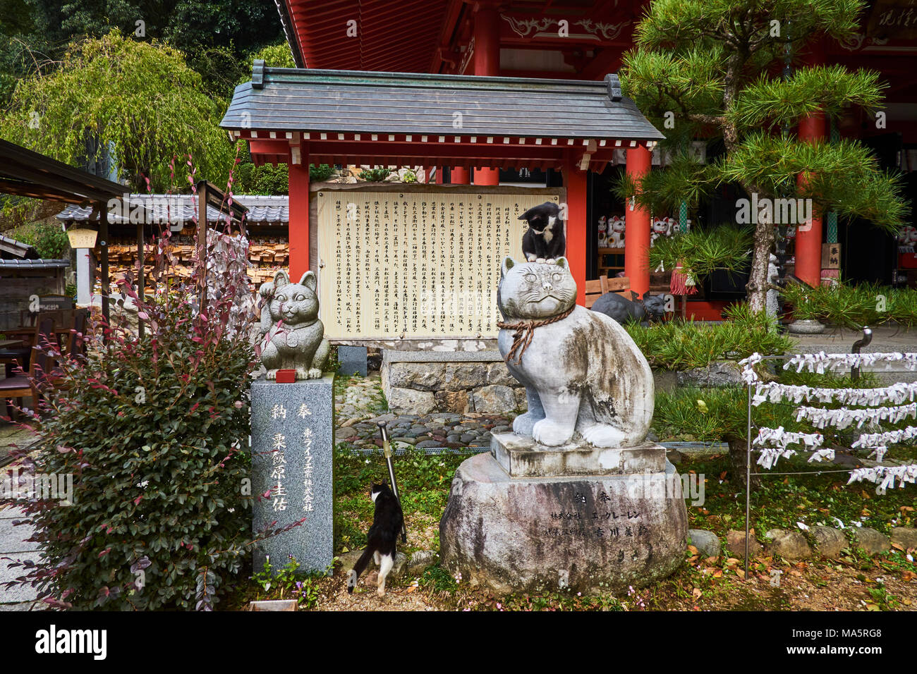 Japon, Tokyo, temple sanctuaire dédié aux chats // Japan, Tokyo, cat temple Stock Photo