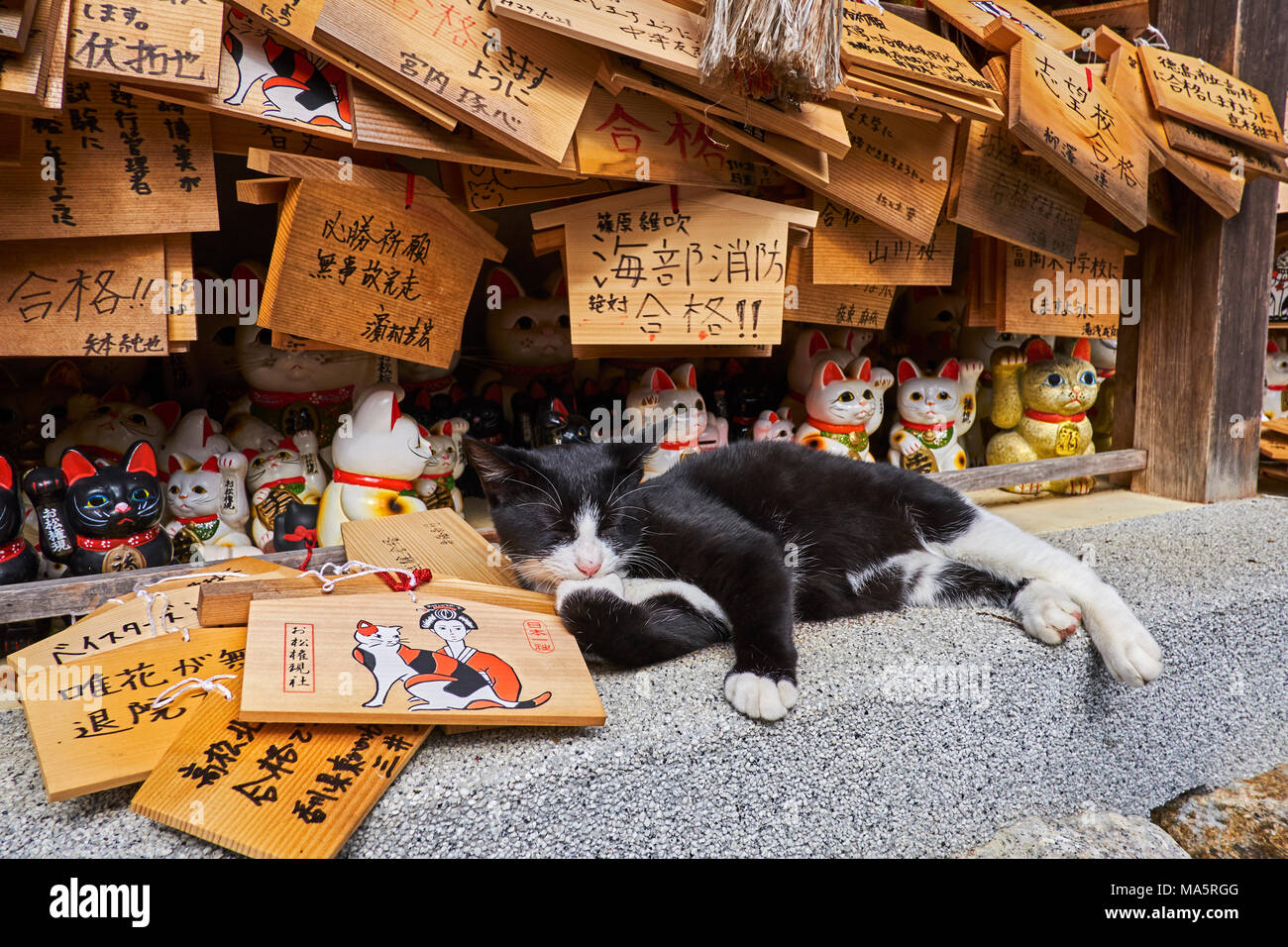Japon, Tokyo, temple sanctuaire dédié aux chats // Japan, Tokyo, cat